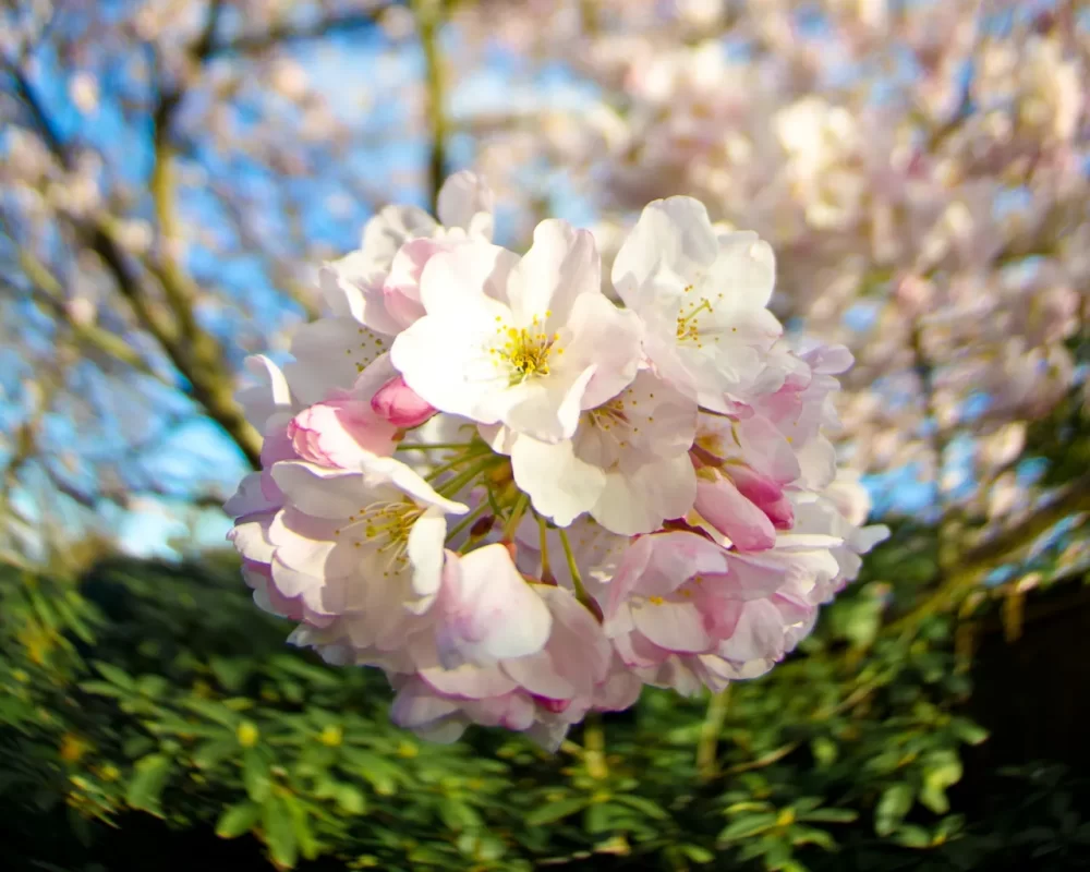 Backyard Cherry Blossoms